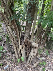 Parmentiera aculeata