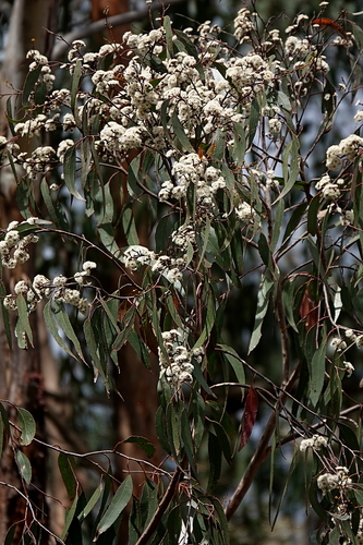 Yertchuk (Eucalyptus consideniana)