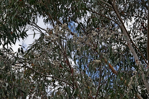 Image of Eucalyptus consideniana by (c) Max Campbell, some rights reserved (CC BY)