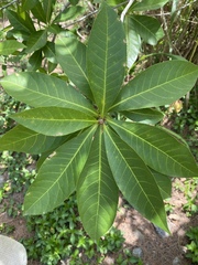 Barringtonia acutangula