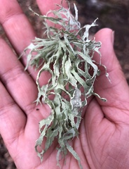 Ramalina subleptocarpha