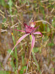 Caladenia applanata