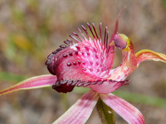 Caladenia applanata