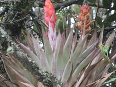 Tillandsia turneri