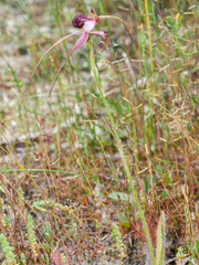 Caladenia applanata