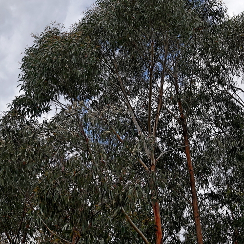 Image of Eucalyptus consideniana by (c) Max Campbell, some rights reserved (CC BY)