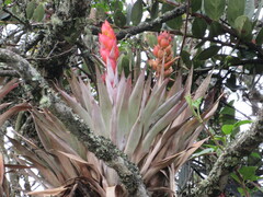 Tillandsia turneri