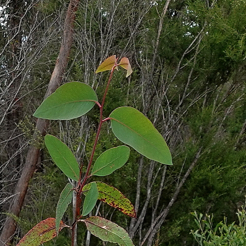 Image of Eucalyptus consideniana by (c) Max Campbell, some rights reserved (CC BY)
