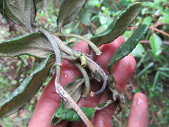 Passiflora crispolanata