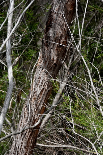 Image of Eucalyptus consideniana by (c) Max Campbell, some rights reserved (CC BY)