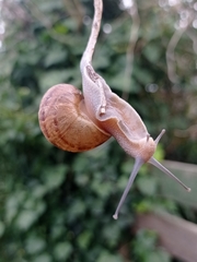 Cornu aspersum