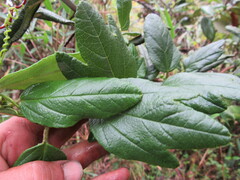 Passiflora crispolanata