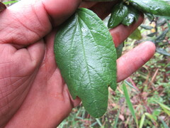 Passiflora crispolanata
