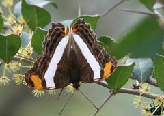 Adelpha fessonia