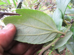 Passiflora crispolanata