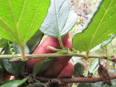 Passiflora crispolanata