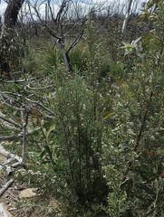 Ozothamnus thyrsoideus