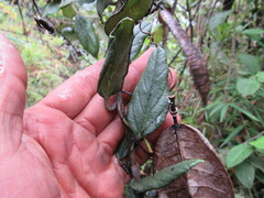 Passiflora crispolanata