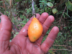Passiflora crispolanata