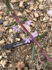 Lythrum hyssopifolia