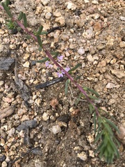 Lythrum hyssopifolia