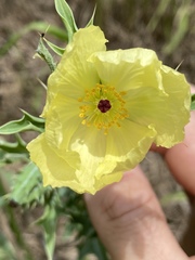 Argemone ochroleuca