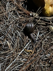 Helminthoglypta sequoicola