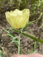 Argemone ochroleuca