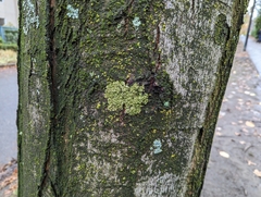 Melanohalea exasperatula