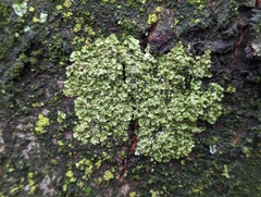 Melanohalea exasperatula