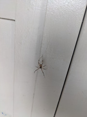 Latrodectus geometricus