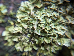 Melanohalea exasperatula