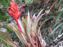 Tillandsia turneri