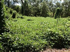 Calopogonium mucunoides