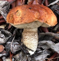Leccinum manzanitae