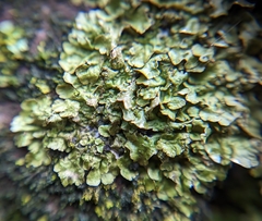 Melanohalea exasperatula