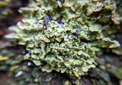 Melanohalea exasperatula