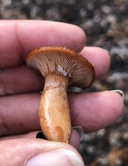 Lactarius rufulus