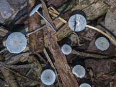 Tetrapyrgos nigripes