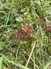 Rose rosette emaravirus