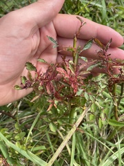 Rose rosette emaravirus
