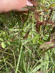 Rose rosette emaravirus