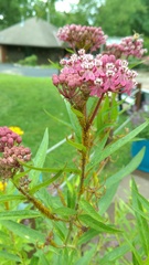 Aphis nerii