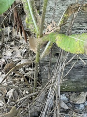 Rose rosette emaravirus