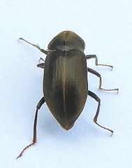 Helichus lithophilus