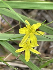 Tricoryne elatior