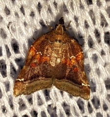 Clydonopteron sacculana