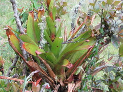 Tillandsia denudata