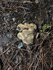 Helvella acetabulum