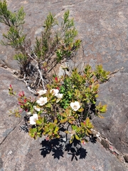 Leptospermum turbinatum